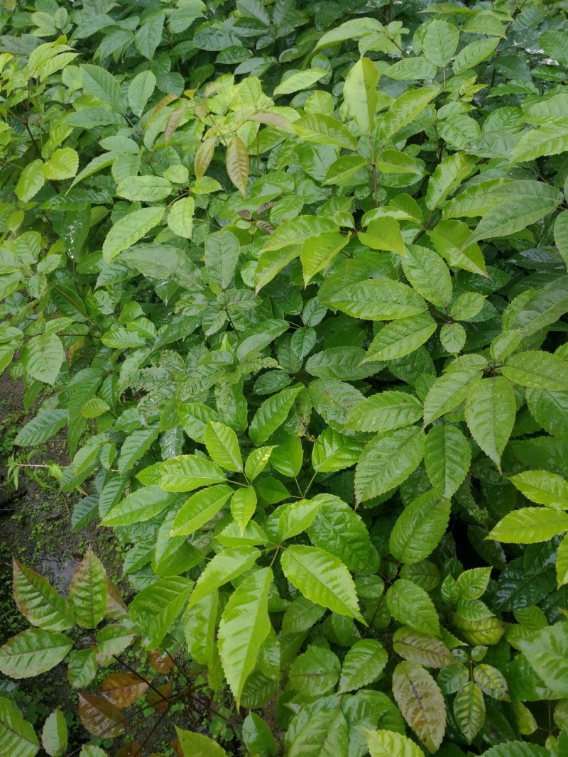 紫花风铃木(多花紫花风铃木袋苗)二百棵起售(有便宜货)