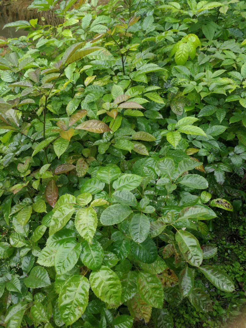 紫花风铃木(多花紫花风铃木袋苗)二百棵起售(有便宜货)