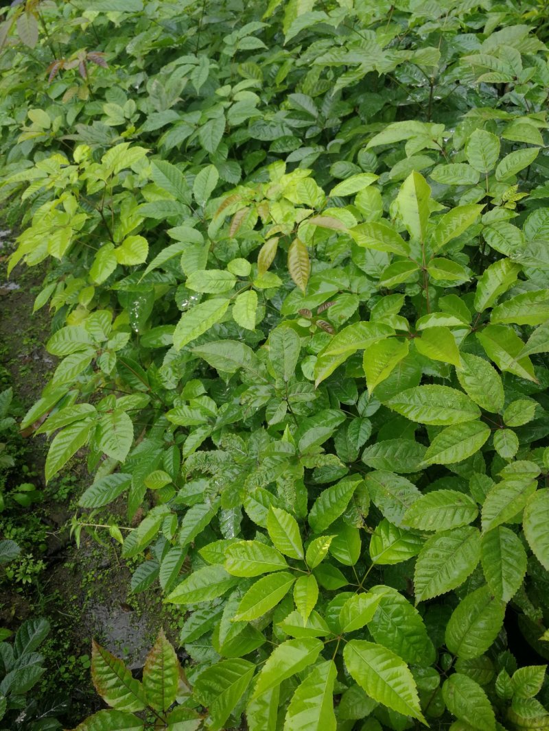 紫花风铃木(多花紫花风铃木袋苗)二百棵起售(有便宜货)