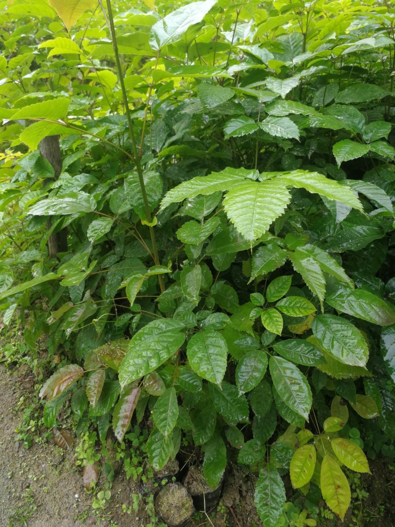 紫花风铃木(多花紫花风铃木袋苗)二百棵起售(有便宜货)