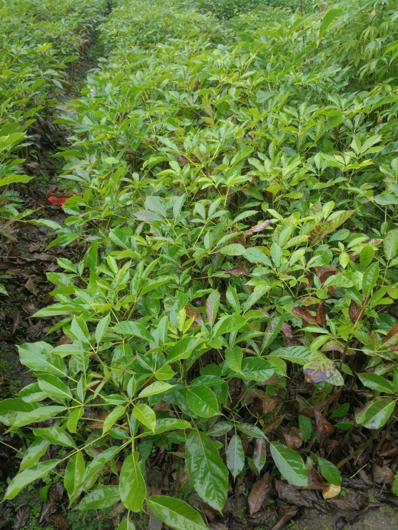 特价红花风铃木(红花风铃木袋苗)二百棵起售