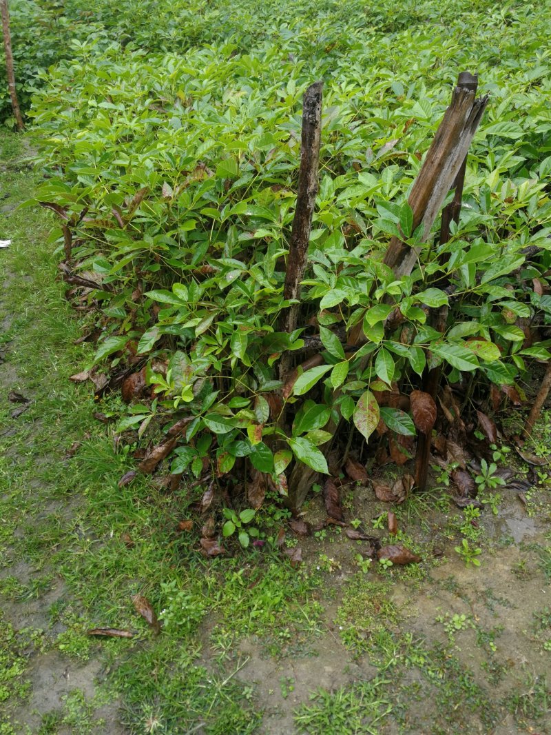 特价红花风铃木(红花风铃木袋苗)二百棵起售