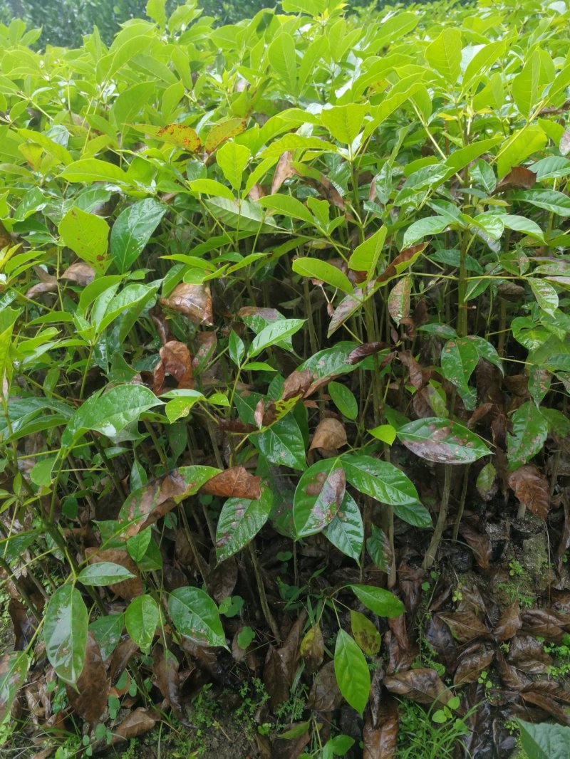 特价红花风铃木(红花风铃木袋苗)二百棵起售
