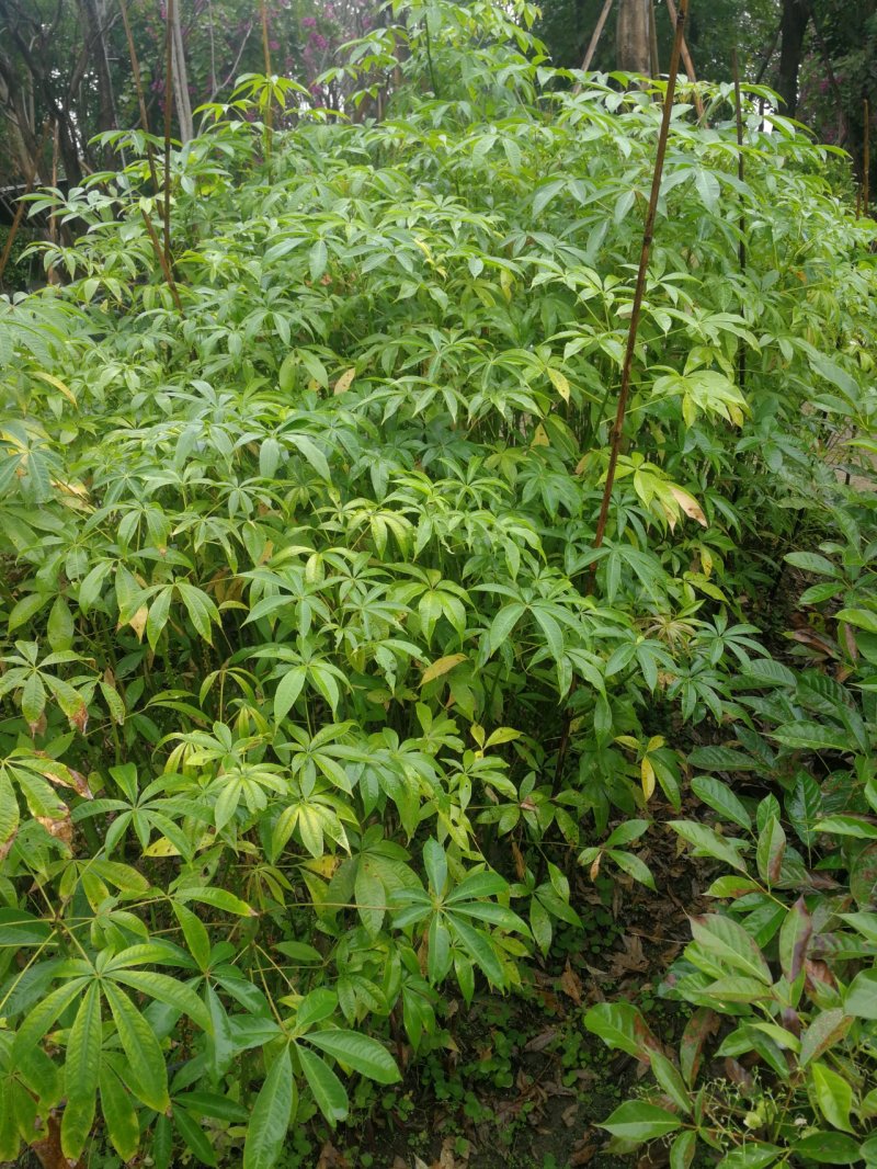 大肚木棉，美丽异木棉，大腹木棉(正宗大腹木棉)