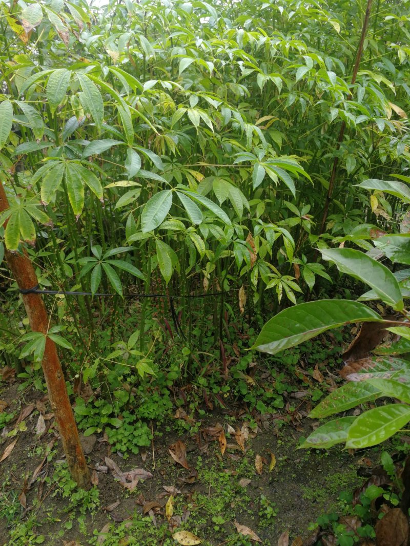 大肚木棉，美丽异木棉，大腹木棉(正宗大腹木棉)
