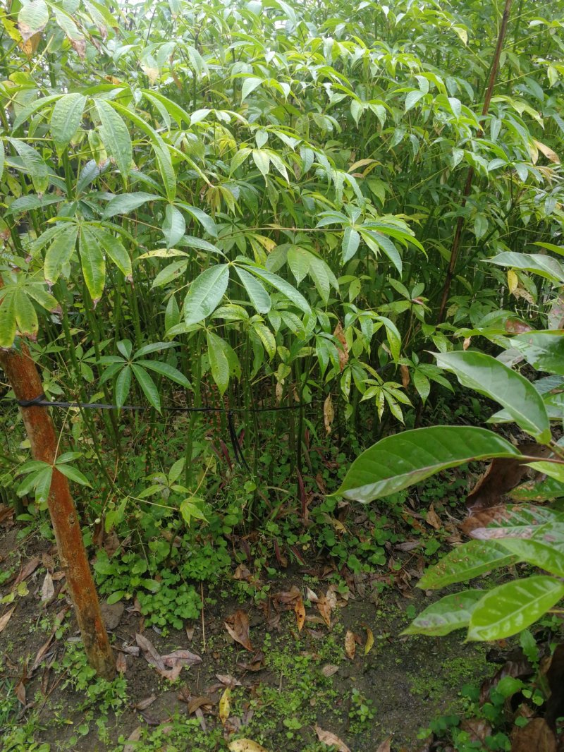 大肚木棉，美丽异木棉，大腹木棉(正宗大腹木棉)