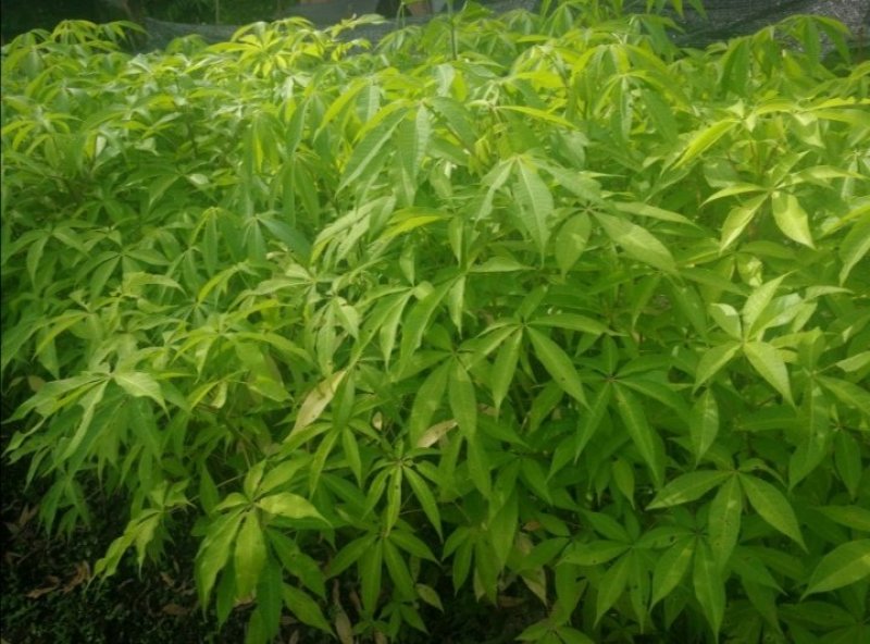大肚木棉，美丽异木棉，大腹木棉(正宗大腹木棉)