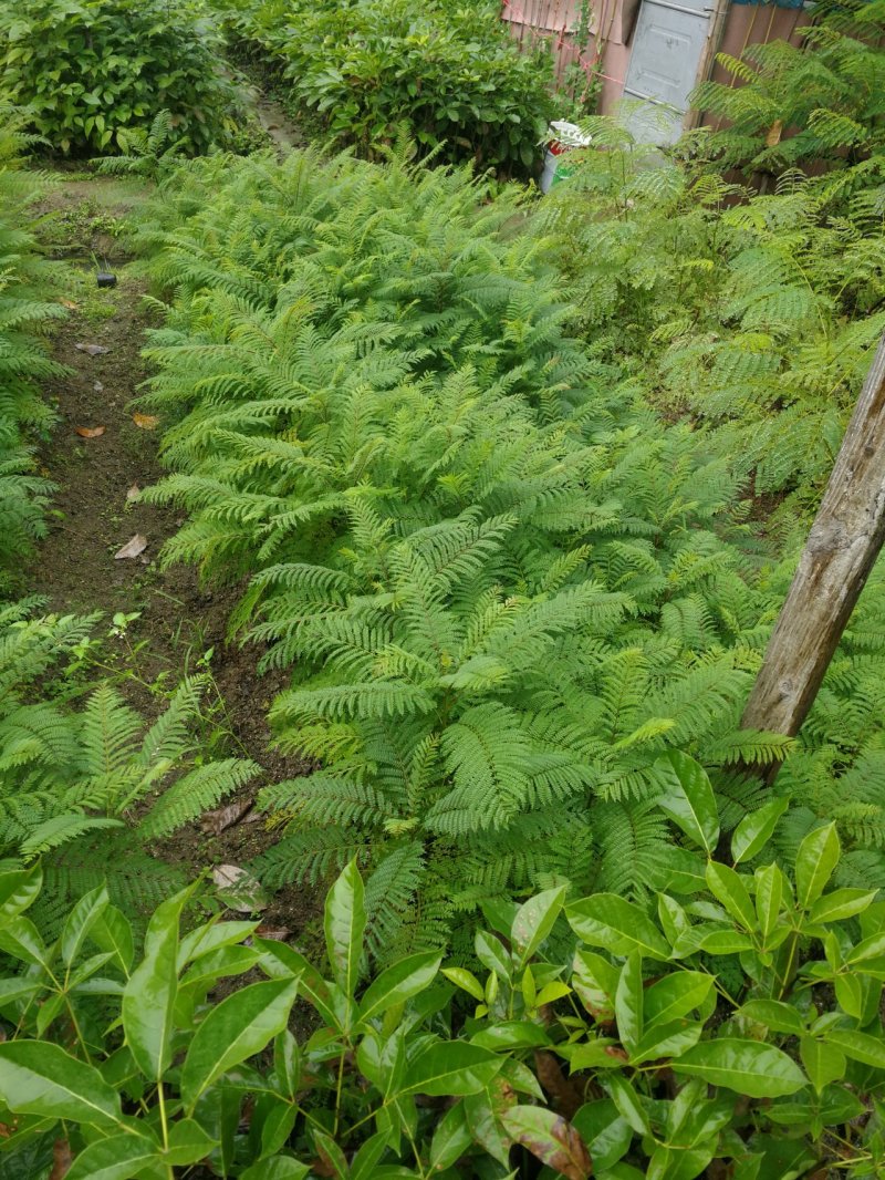 蓝花楹(小袋苗蓝花楹)蓝花楹小苗，各种光杆司令，骨架苗