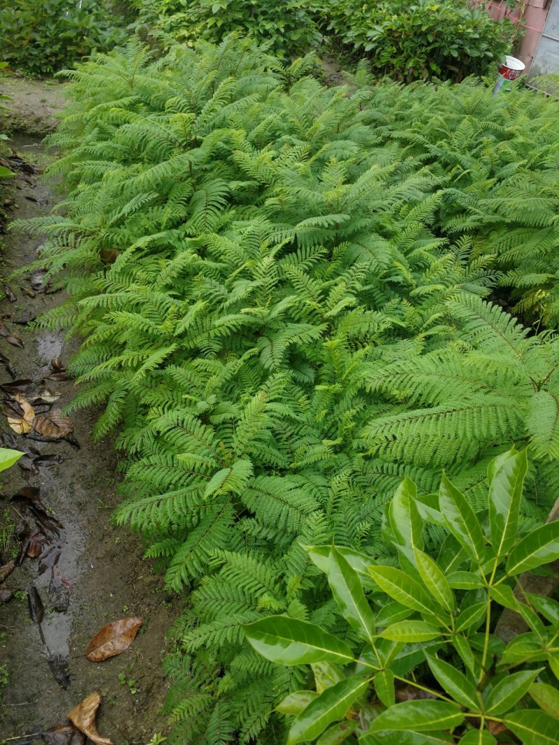 蓝花楹(小袋苗蓝花楹)蓝花楹小苗，各种光杆司令，骨架苗