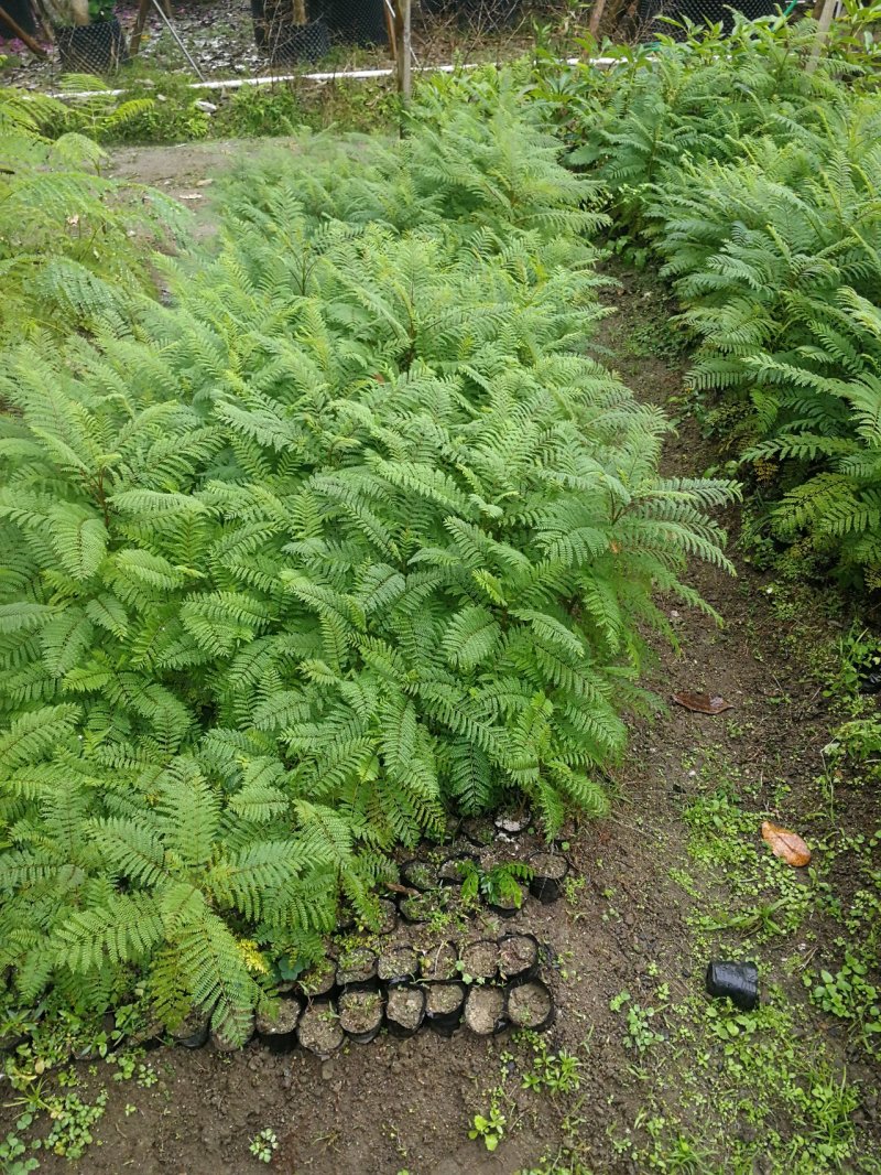蓝花楹(小袋苗蓝花楹)蓝花楹小苗，各种光杆司令，骨架苗