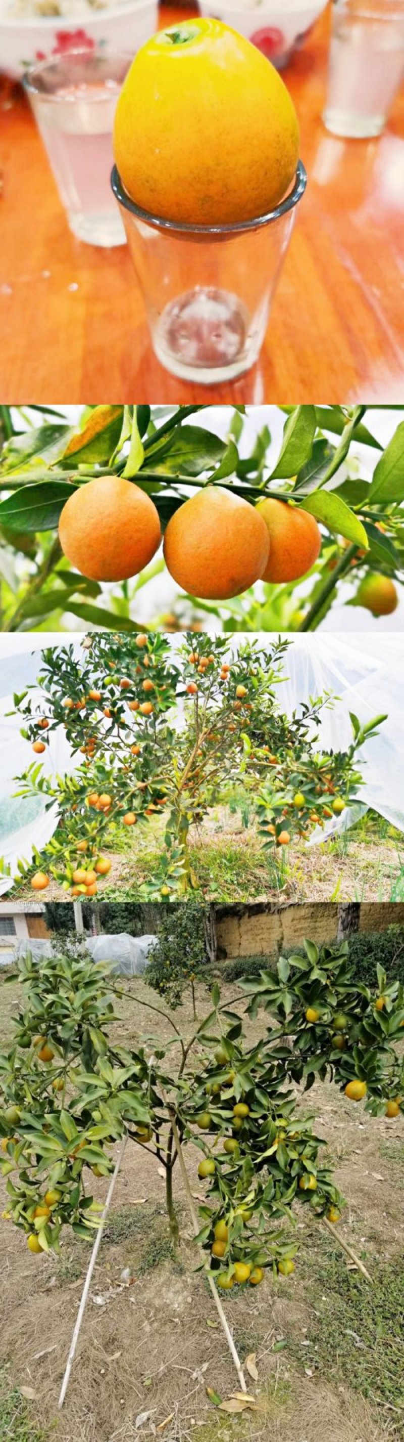 广西融安滑皮脆皮金桔脆蜜金柑无籽纯甜无酸果树苗