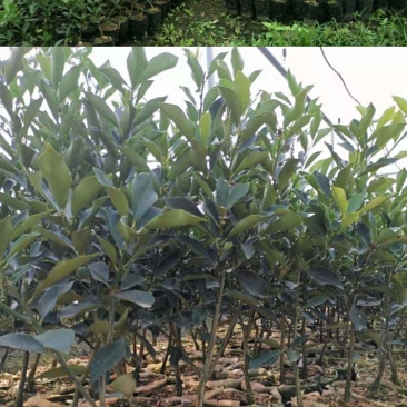 广西融安滑皮脆皮金桔脆蜜金柑无籽纯甜无酸果树苗
