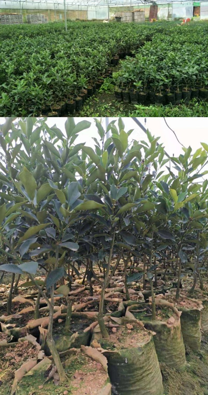 广西融安滑皮脆皮金桔脆蜜金柑无籽纯甜无酸果树苗