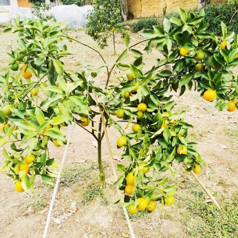 广西融安滑皮脆皮金桔脆蜜金柑无籽纯甜无酸果树苗