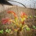 香椿芽