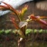 香椿芽