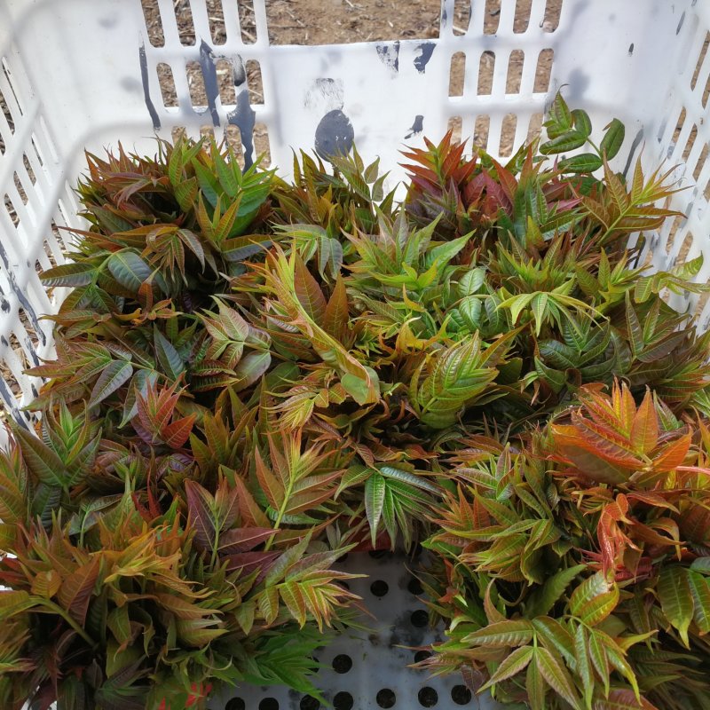 香椿芽