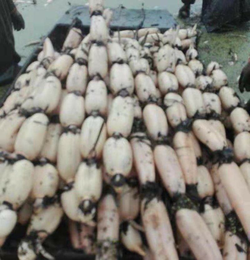 浅水藕种根莲藕种藕深水藕种高产食用莲藕种苗藕带苗藕苗
