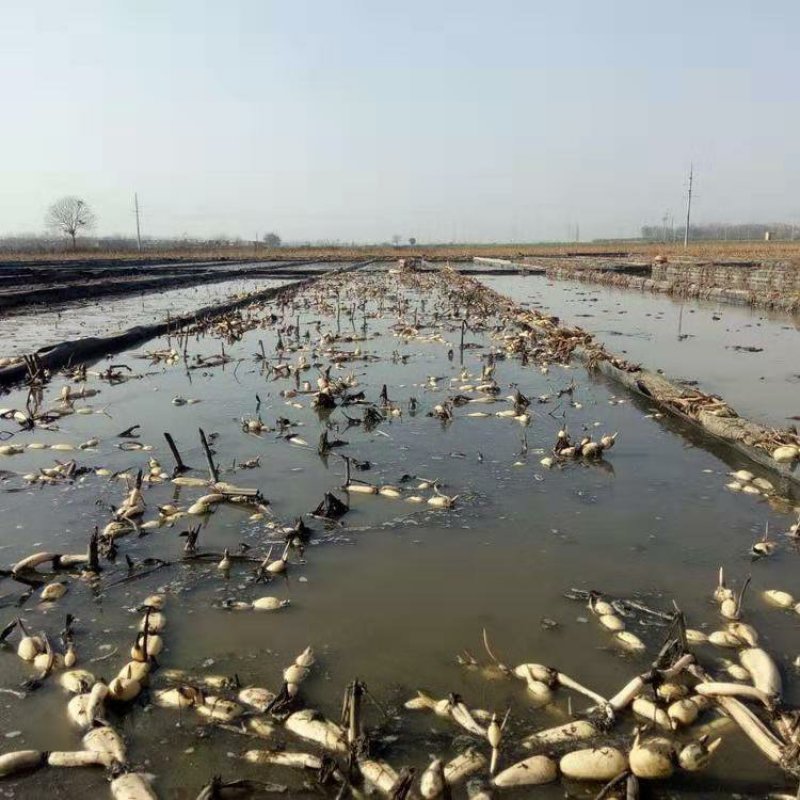 浅水藕种根莲藕种藕深水藕种高产食用莲藕种苗藕带苗藕苗