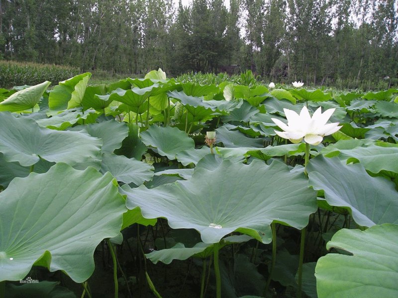 浅水藕种根莲藕种藕深水藕种高产食用莲藕种苗藕带苗藕苗