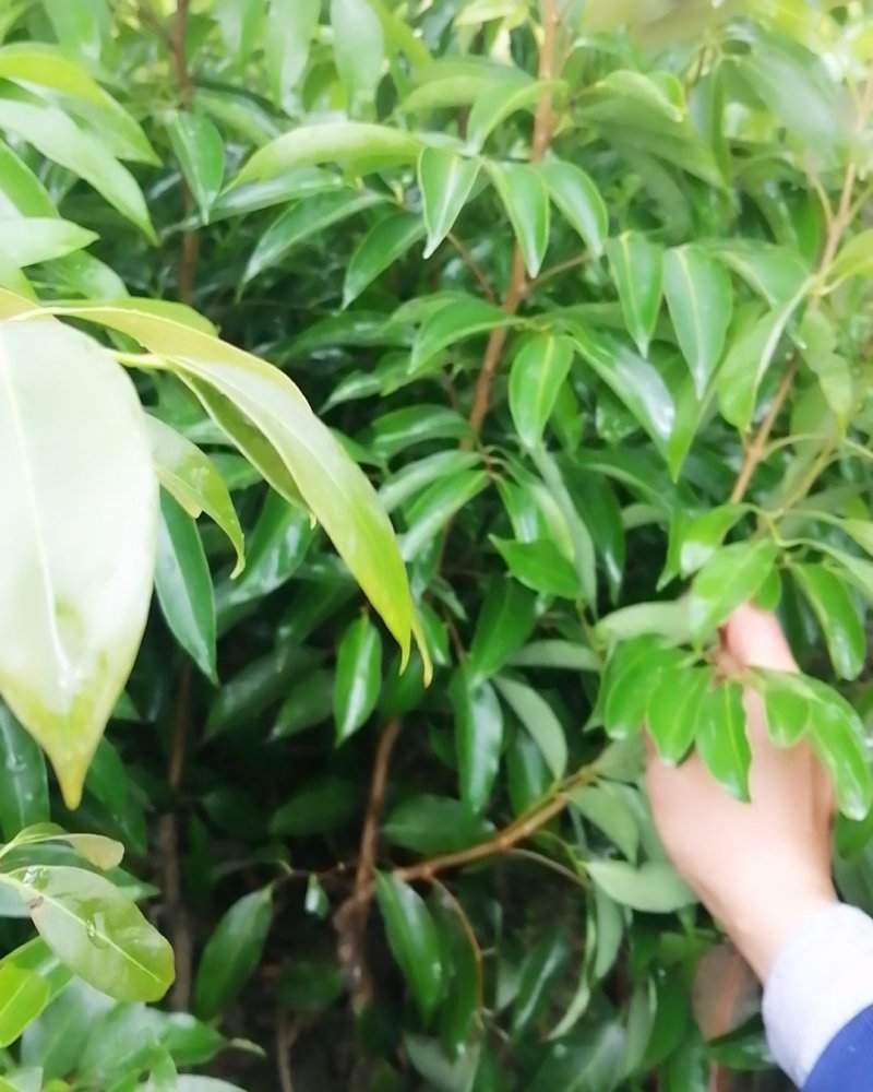 桂味荔枝嫁接苗带叶子发货广西苗圃包正宗