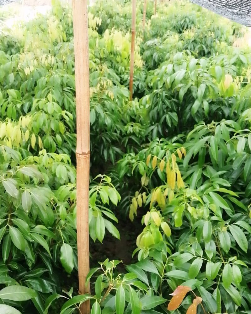 桂味荔枝嫁接苗带叶子发货广西苗圃包正宗
