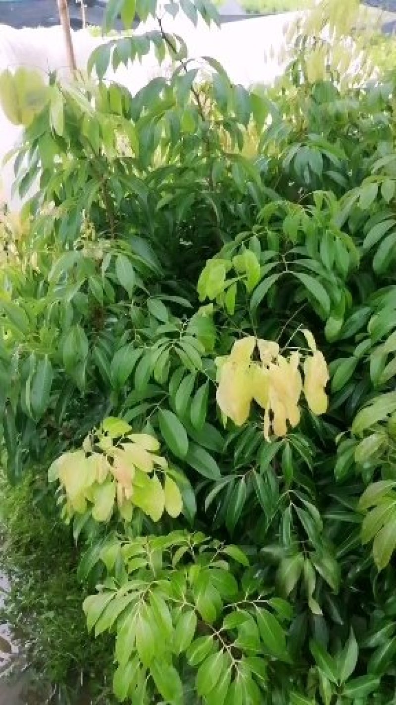 桂味荔枝嫁接苗带叶子发货广西苗圃包正宗