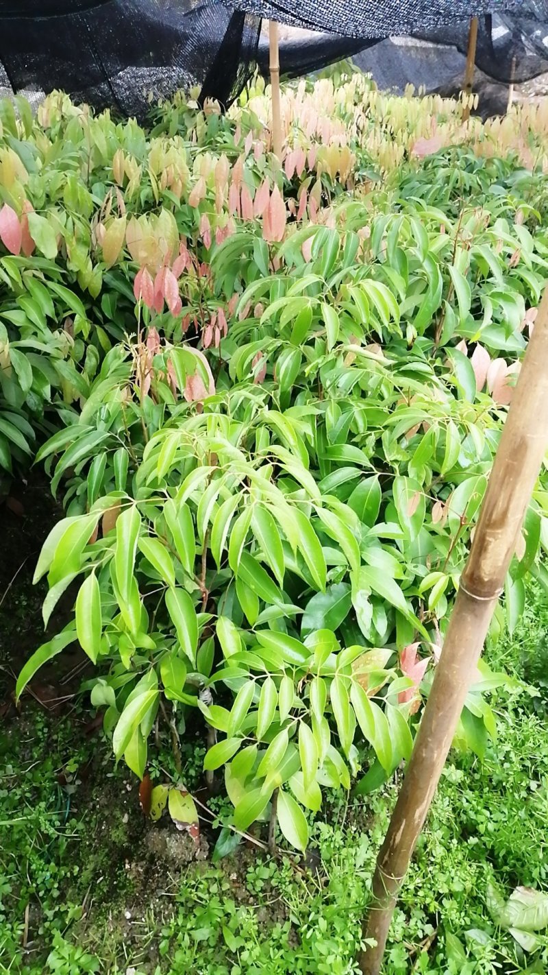 桂味荔枝嫁接苗带叶子发货广西苗圃包正宗