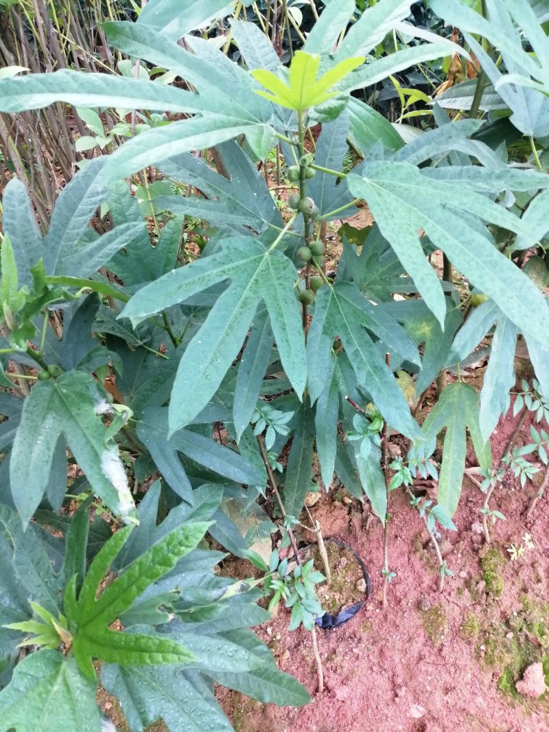 五指毛桃树苗根须煲汤