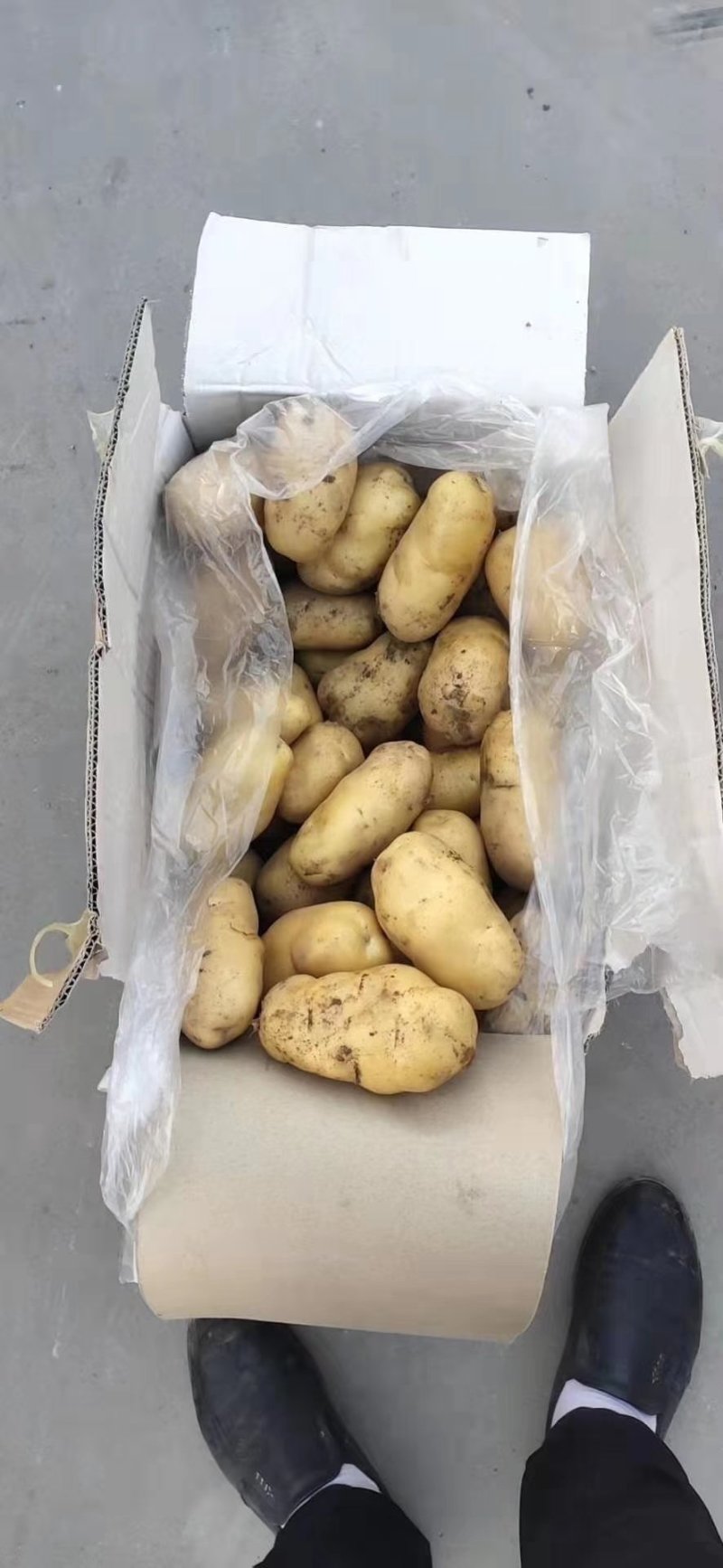 土豆荷兰十五土豆品种保证货源充足值得购买