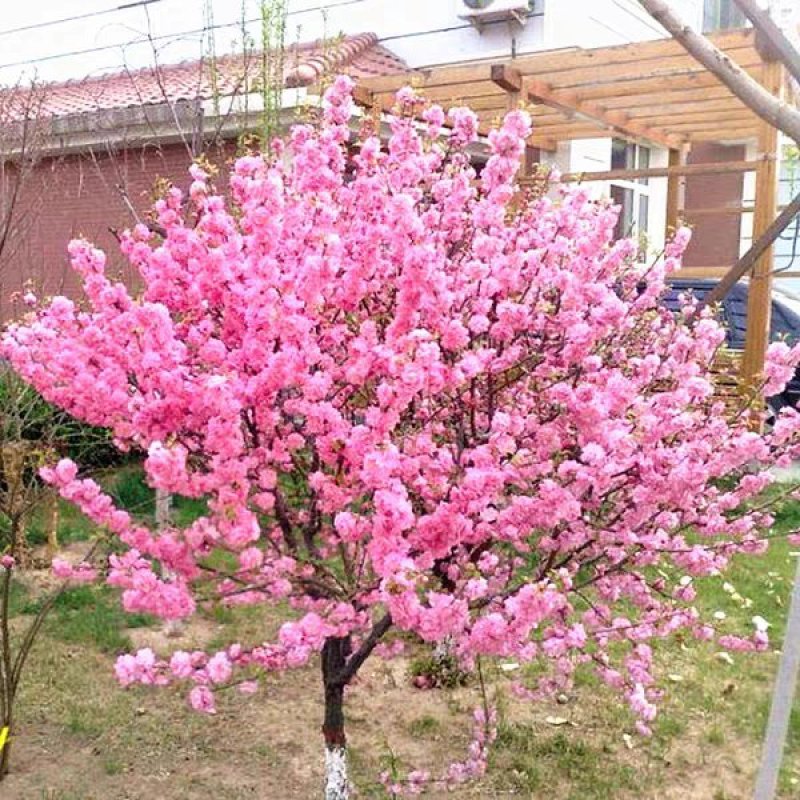 梅花树苗榆叶梅树苗盆栽苗庭院耐寒植物观赏树苗绿化苗木