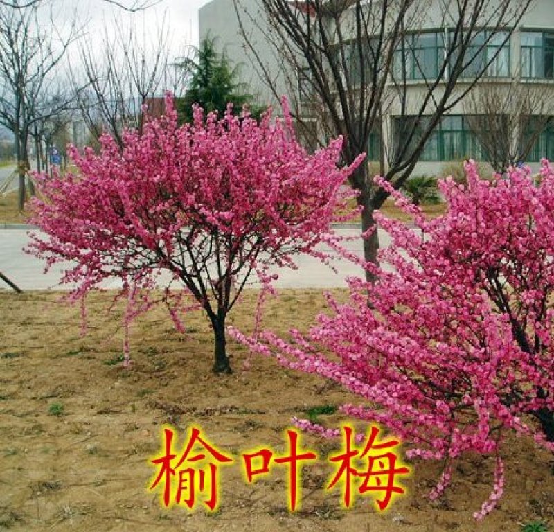 梅花树苗榆叶梅树苗盆栽苗庭院耐寒植物观赏树苗绿化苗木