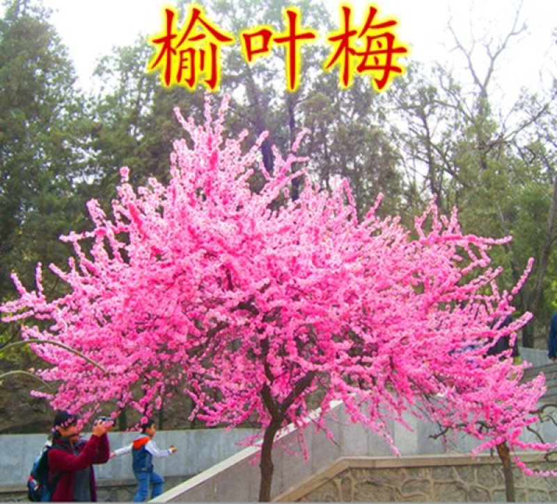 梅花树苗榆叶梅树苗盆栽苗庭院耐寒植物观赏树苗绿化苗木