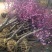 梅花树苗榆叶梅树苗盆栽苗庭院耐寒植物观赏树苗绿化苗木