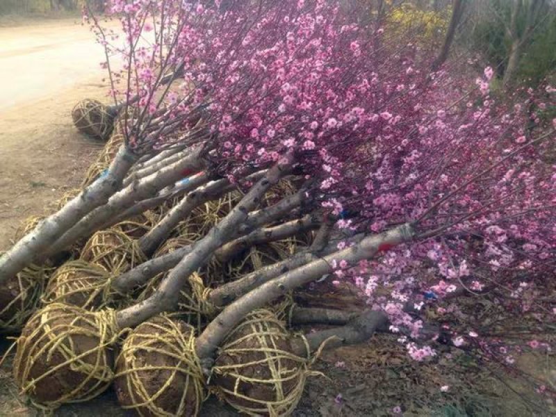 梅花树苗榆叶梅树苗盆栽苗庭院耐寒植物观赏树苗绿化苗木