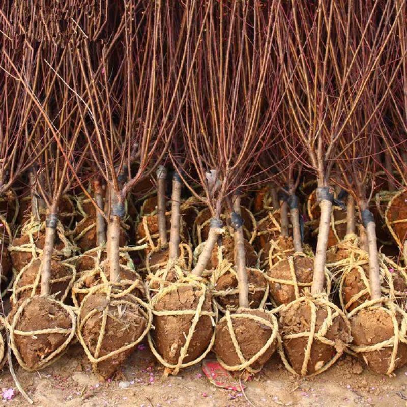 梅花树苗榆叶梅树苗盆栽苗庭院耐寒植物观赏树苗绿化苗木