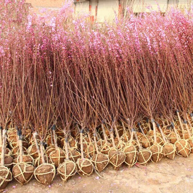 梅花树苗榆叶梅树苗盆栽苗庭院耐寒植物观赏树苗绿化苗木