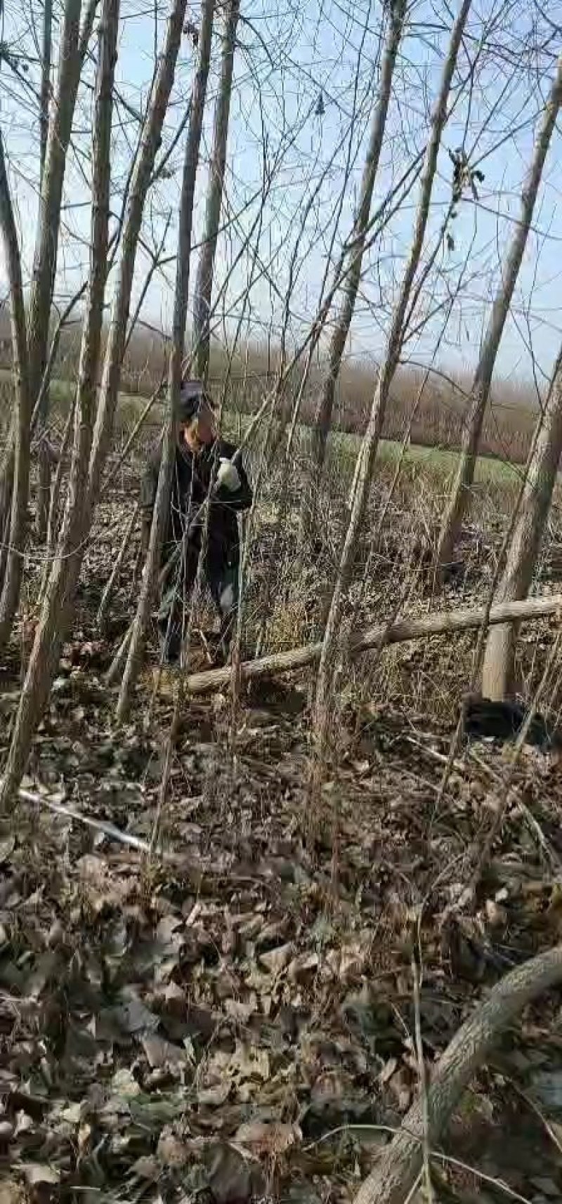 专业种植速生杨，杨树，意杨