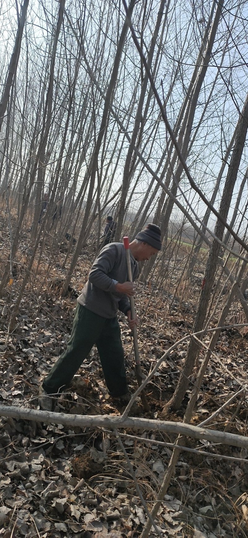 专业种植速生杨，杨树，意杨