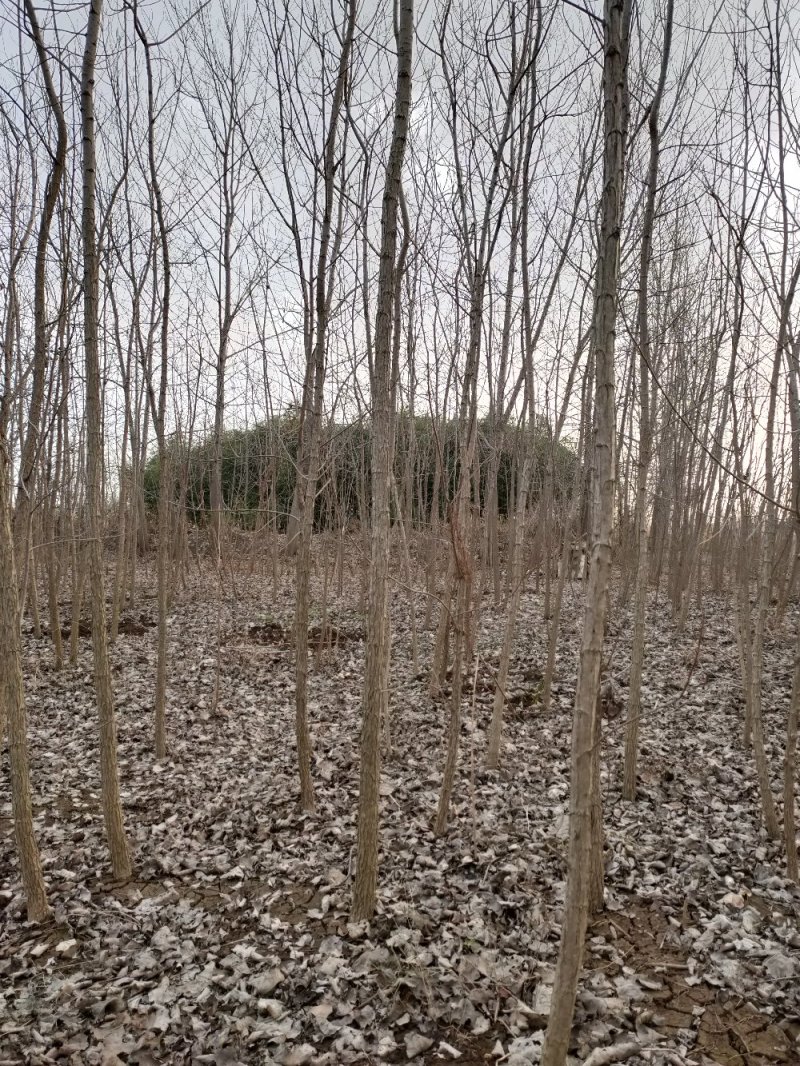 专业种植速生杨，杨树，意杨