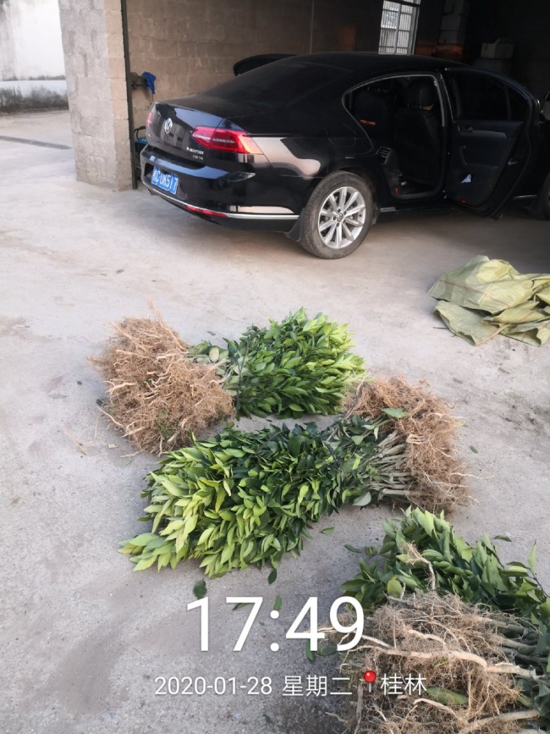 苗圃直销优质沃柑苗无籽沃柑苗粗壮苗靓现挖现发