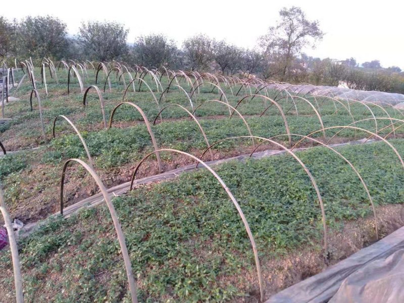 水椒苗，又名狗娇苗。嫁结花椒专用苗