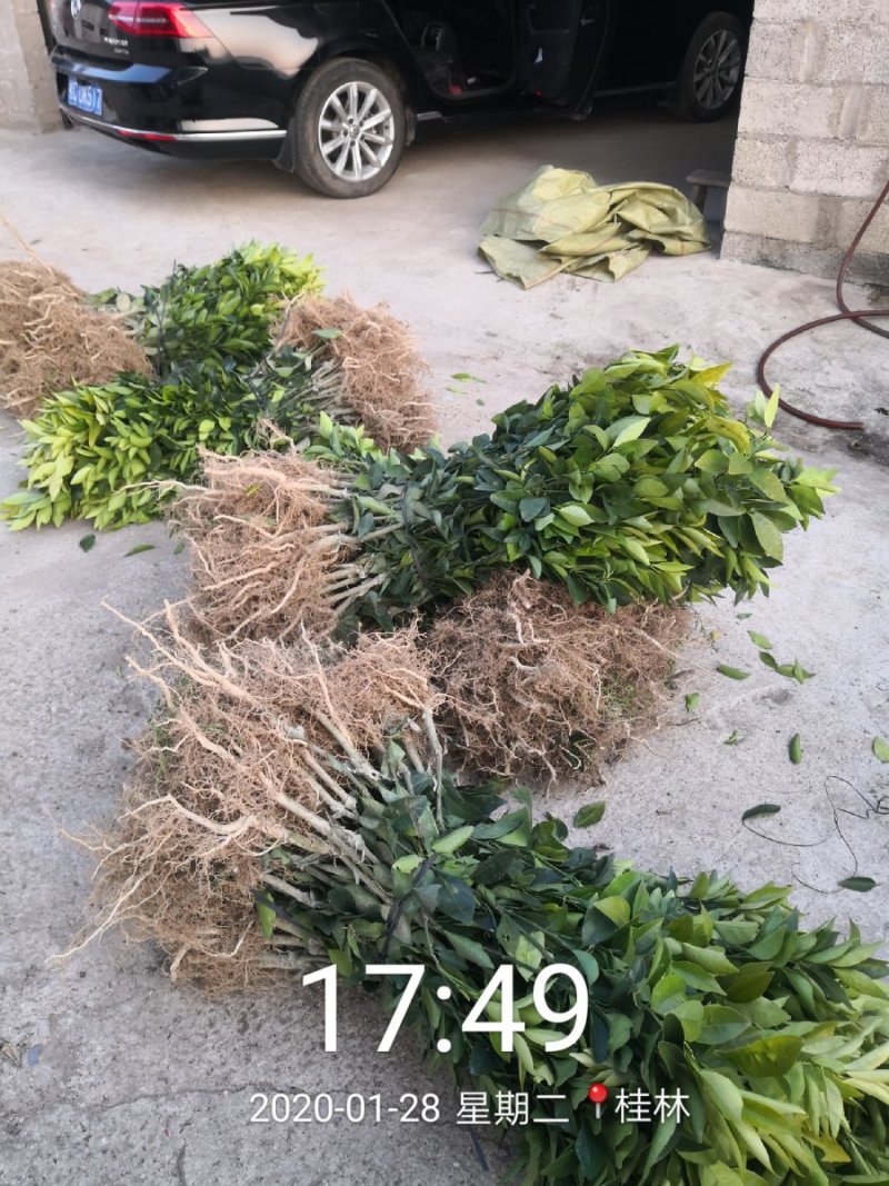 苗圃直销优质沃柑苗无籽沃柑苗粗壮苗靓现挖现发