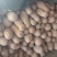 蜜本南瓜大量上市，量大从优个大，口感好，质量优，发货全国