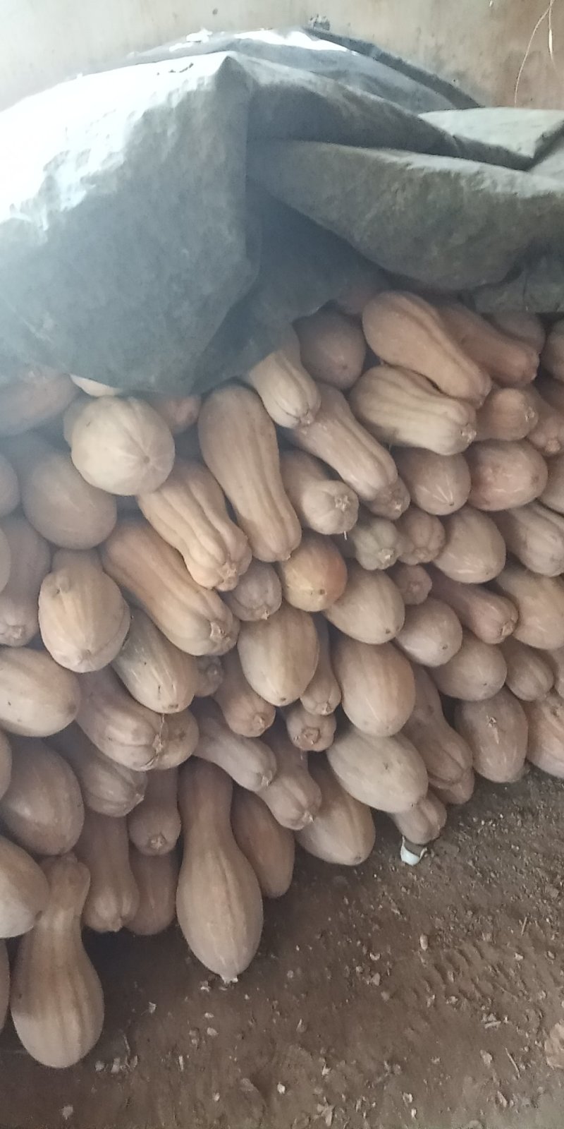 蜜本南瓜大量上市，量大从优个大，口感好，质量优，发货全国