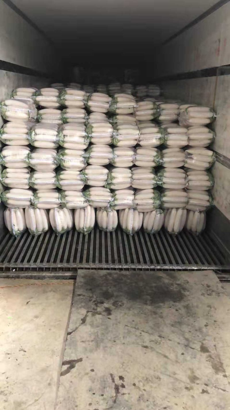 精品白萝卜，韩国萝卜，纯白萝卜，质量好，价格优