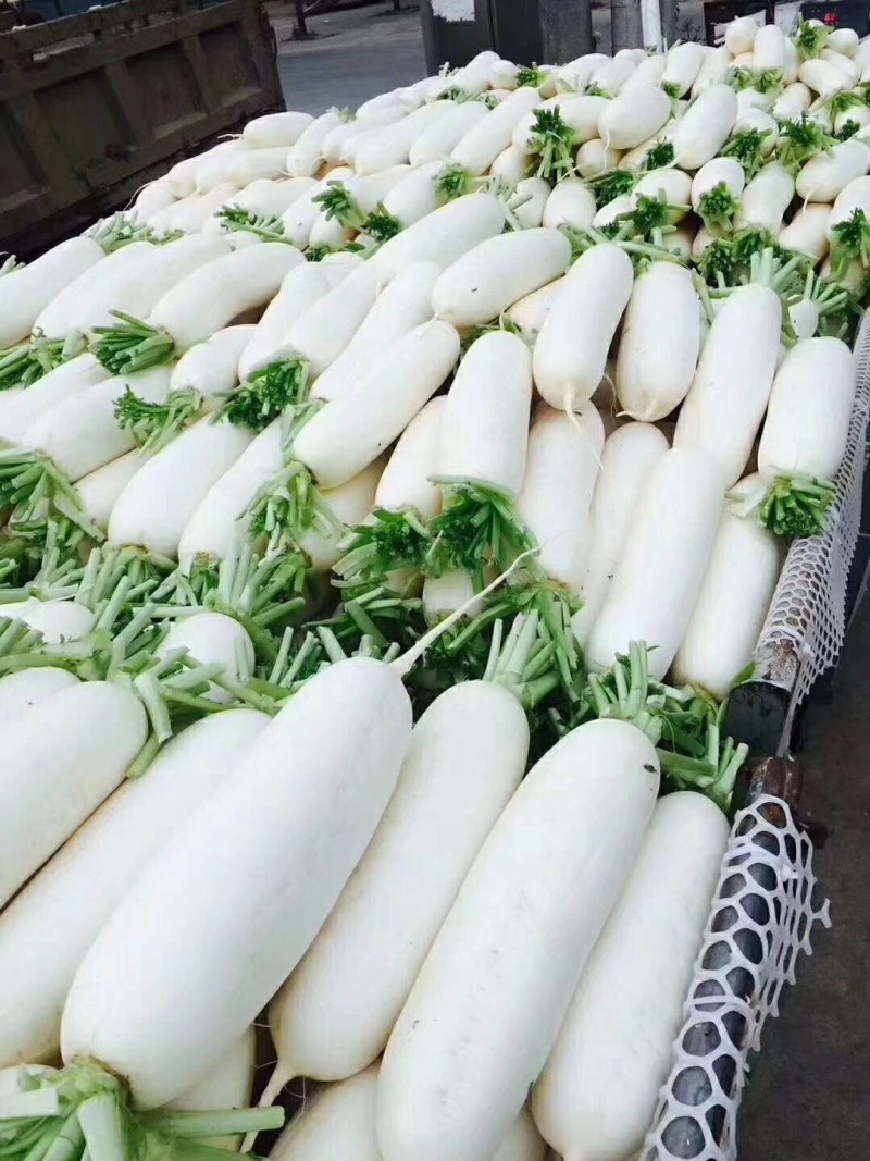 精品白萝卜，韩国萝卜，纯白萝卜，质量好，价格优