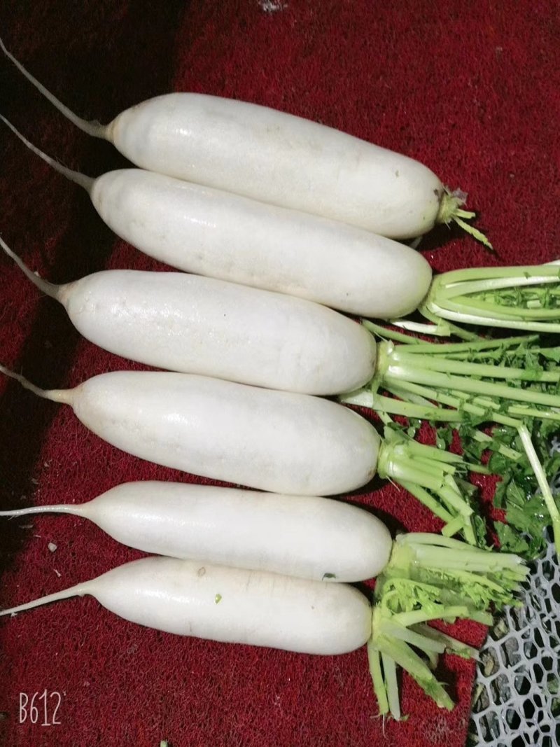 精品白萝卜，韩国萝卜，纯白萝卜，质量好，价格优