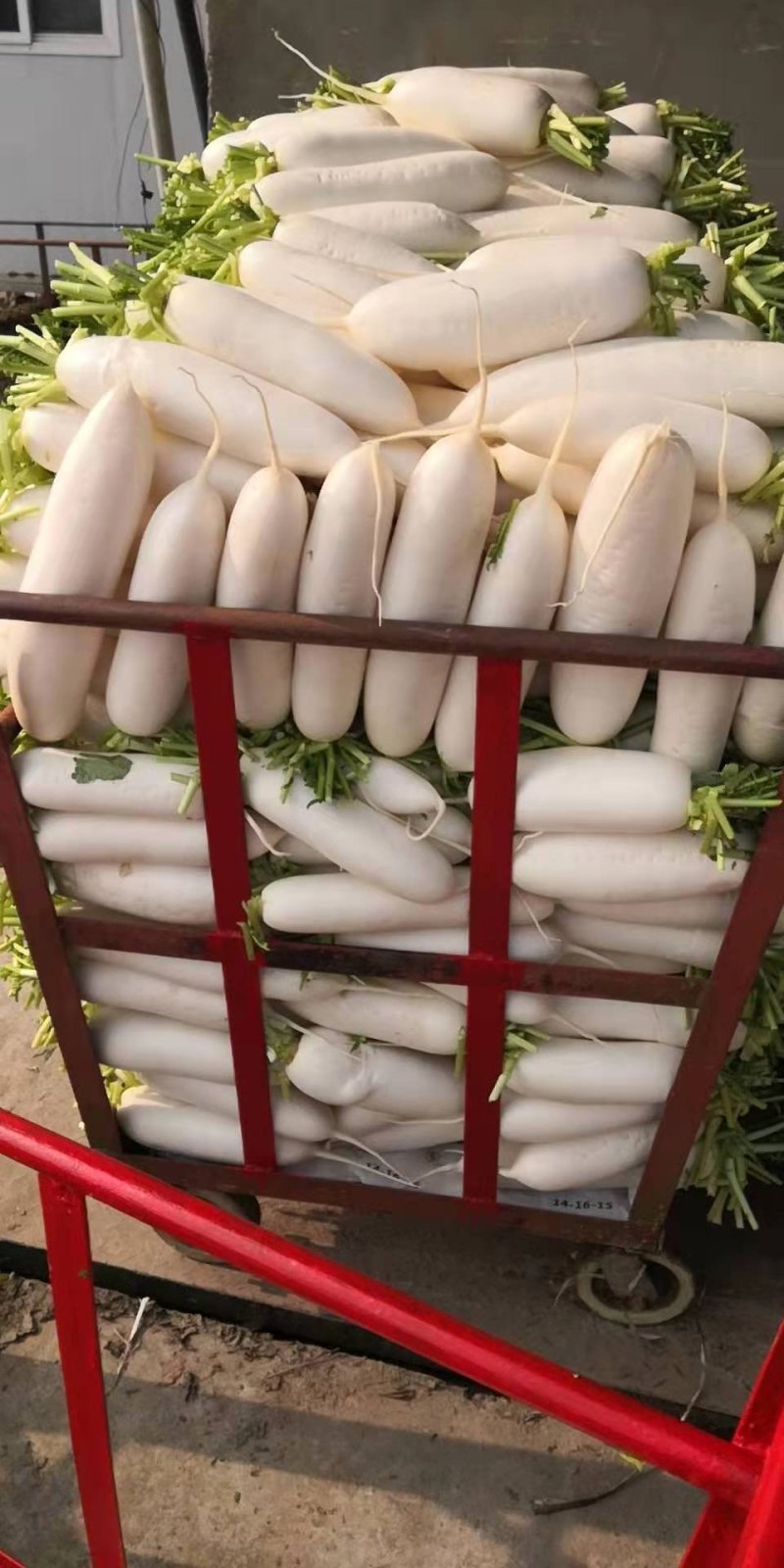 精品白萝卜，韩国萝卜，纯白萝卜，质量好，价格优