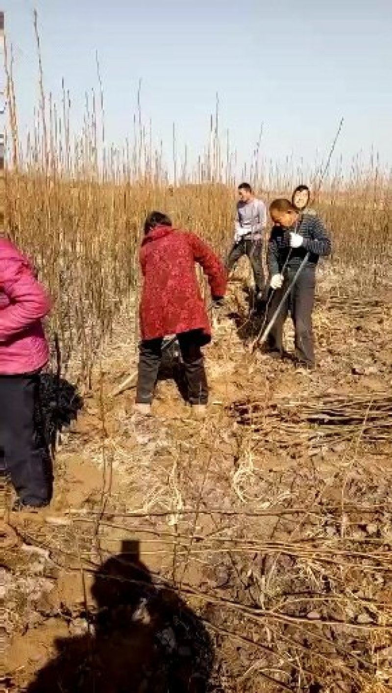 苹果苗大量批发0.8到两公分大小，规格齐全。